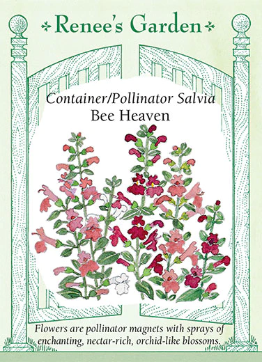 RG Salvia Bee Heaven